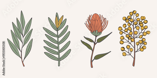 Botanical illustration featuring protea eucalyptus and mimosa flower stems