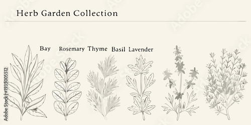 Vintage botanical illustrations of common herb garden plants displayed neatly