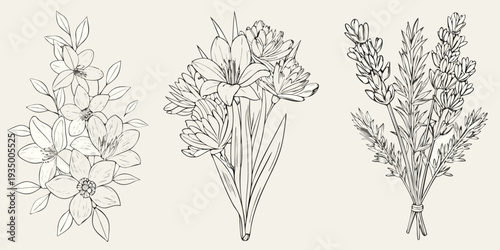 Botanical illustration featuring three different flowering plant arrangements