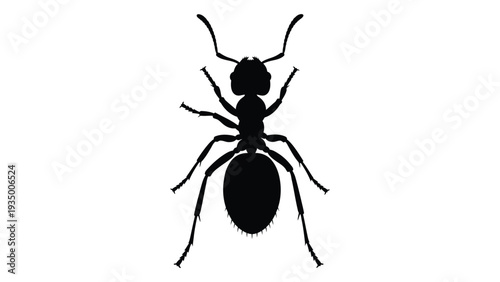 A black silhouette of an ant on a white background isolated on white background, Vector