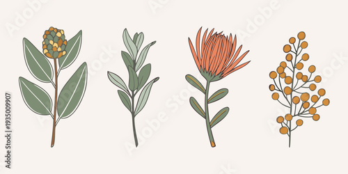 Botanical illustration featuring four different types of plant stems and flowers