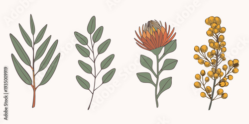 Botanical illustration featuring various plant stems and unique blooms