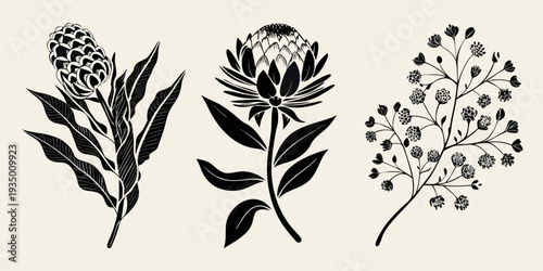 Black and white botanical illustration of three distinct flower arrangements