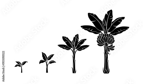 Monochrome Banana Tree Development Silhouette Set with Five Phases