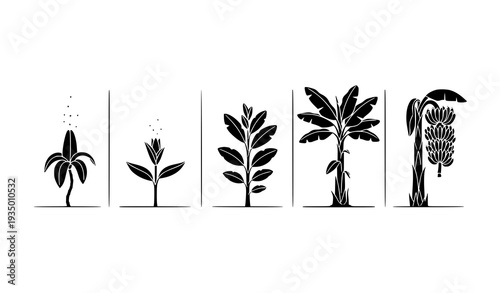Minimal Banana Plant Life Cycle Silhouette Infographic Vector