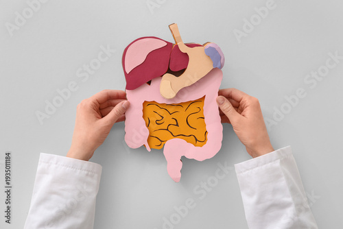 Female doctor's hands with paper digestive system on white background