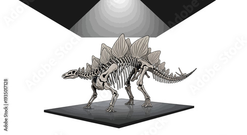 A detailed dinosaur skeleton model on display with a spotlight shining down, showcasing its bones and spiky back plates on a black platform against a white background.