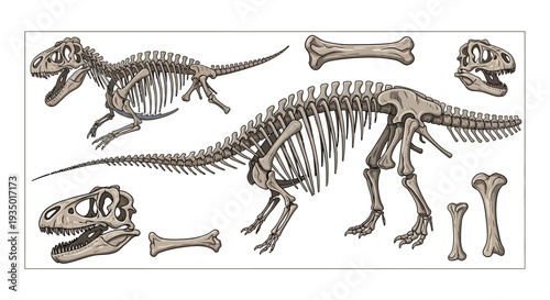 A detailed illustration of a dinosaur skeleton and its various bones, including skulls and limbs, on a clean white background, showcasing prehistoric life and vertebrate paleontology.
