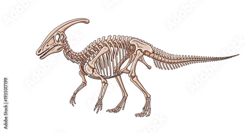 A detailed illustration of a dinosaur skeleton in a walking pose, showcasing its bones and anatomy against a clean white background.