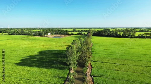 Aerial view of vibrant green rice paddies and rural landscape in the Can Tho countryside under a clear blue sky. Traditional irrigation canals and tree lines divide the fields.