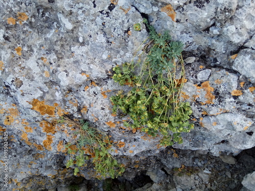 Beautiful solitary yellow flower bathing in the ray of the sun, growing near a rock