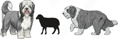 Bearded Collie dog herding sheep standing happy pose set vector