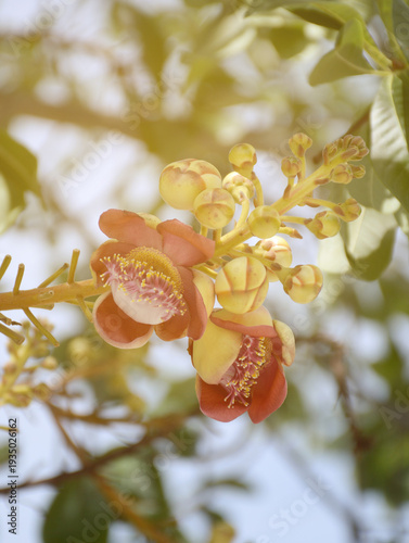 Shorea robusta flower in nature garden