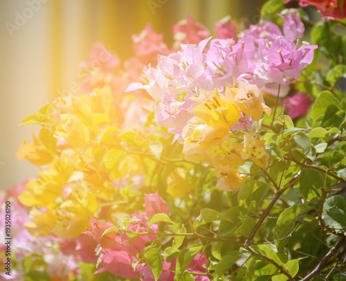 beautiful bougainvillea flowers in the garden