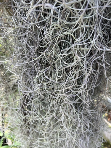 close up of a Spanish Moss  of a tree