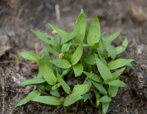 young green chili plant in the garden