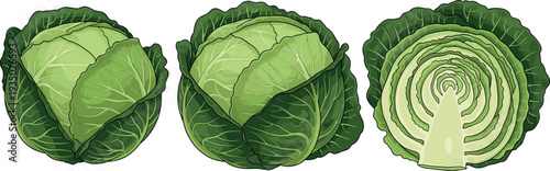 Fresh green cabbage whole heads and sliced cross section set, organic leafy vegetable ingredient isolated, healthy farm produce food illustration for cooking and nutrition design.