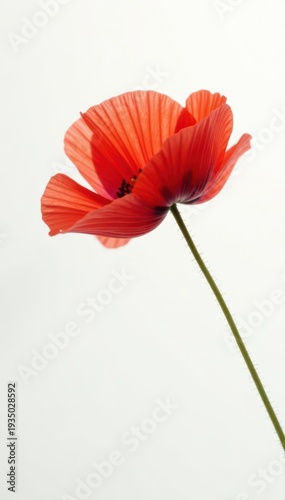Single red poppy, delicate petals, pristine white background, elegant, nature photography, petals