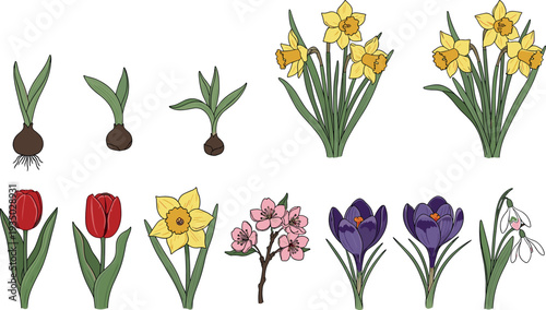 Spring flowers and bulbs botanical collection including daffodils, tulips, crocus and snowdrop growth stages isolated vector illustration for garden plants, floral design and nature themes.