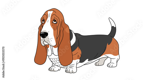 Portrait of a classic basset hound dog with distinctive long floppy ears and a soulful expression standing against a plain white background.