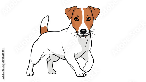 Energetic jack russell terrier dog with brown and white fur walks toward the camera with an alert and curious expression on its face.