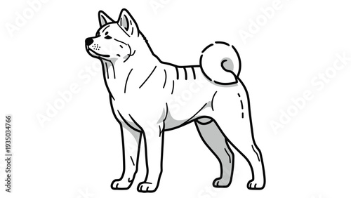 Detailed black and white line art illustration of a Japanese Akita dog standing in a majestic and attentive posture.