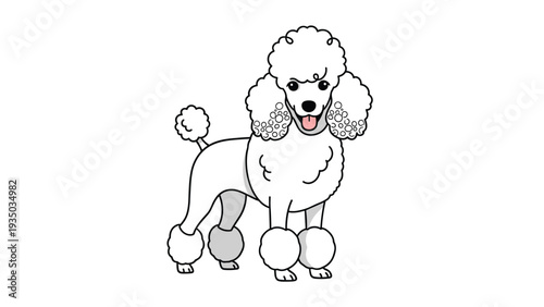 Elegant white poodle dog with a traditional fluffy grooming cut standing calmly in a side view against a white background.