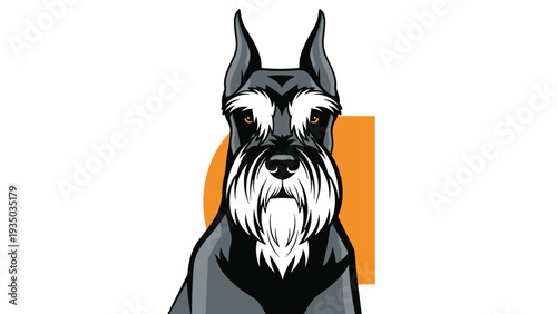 Close up portrait of a miniature schnauzer dog with its characteristic beard and bushy eyebrows against a bright orange background.