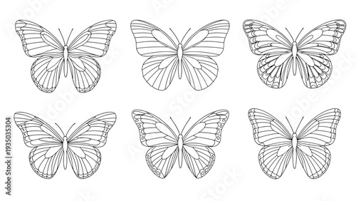 Set of six intricate butterfly illustrations with different wing patterns and shapes perfect for nature and biology themed graphic projects.