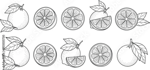Orange fruit and slices hand drawn vector set with citrus leaves botanical illustration