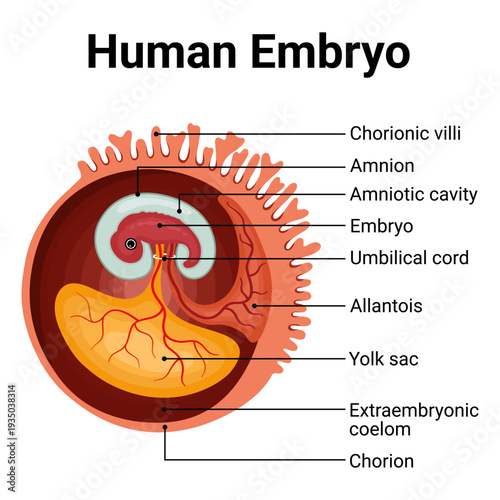 Detailed labeled diagram of early human embryo development for education 