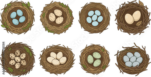 Bird Nest with Eggs Collection Top View Natural Wildlife Nesting Set with Different Egg Colors Nature Vector Illustration