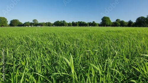 ryegrass. Vast meadow of lush perennial ryegrass waving under a clear blue sky. event programs, museum guides, designed for cultural heritage projects and event programs, supports education.