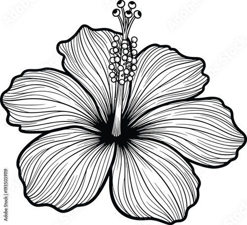 Hibiscus flower drawing, black and white illustration, botanical line art, floral anatomy sketch, detailed petals artwork, stamen design, educational plant study
