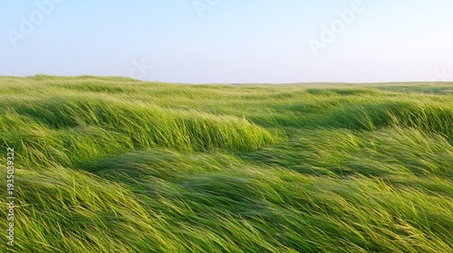 ryegrass. Vast meadow of lush perennial ryegrass waving under a clear blue sky. event programs, museum guides, designed for cultural heritage projects and event programs, supports education.