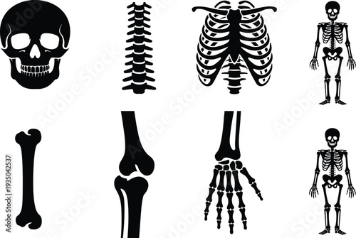 Human skeleton and bones icons set showing skull spine rib cage hand leg joints anatomy black silhouette vector illustrations isolated on white background