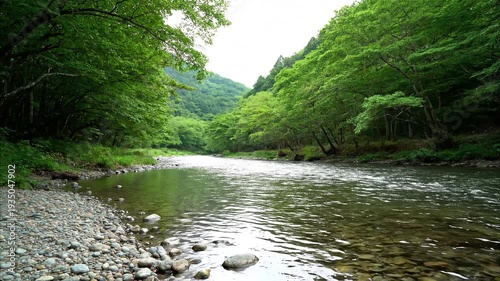 Serene river flowing through lush green forest landscape