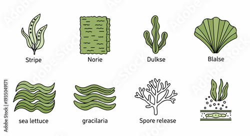 Set of 8 Green Seaweed and Algae Icons Vector