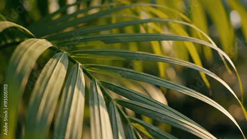 Lush green palm leaves bathed in warm sunlight create a serene natural