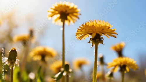 Vibrant Flower Stalks with Blurred Petals in Bright Spring Sunshine - A Beautiful Daytime Backdrop