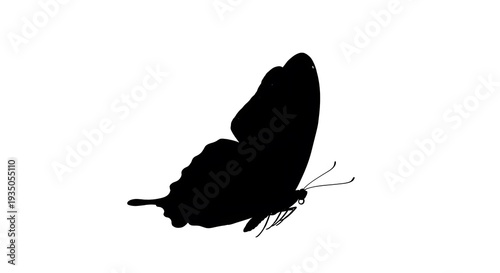 Beautiful black butterfly silhouette with delicate wings and antennae details
