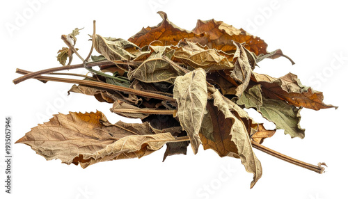 Dried nettle leaves and stems on transparent background for herbal medicine concept; isolated dry stinging nettle for stock