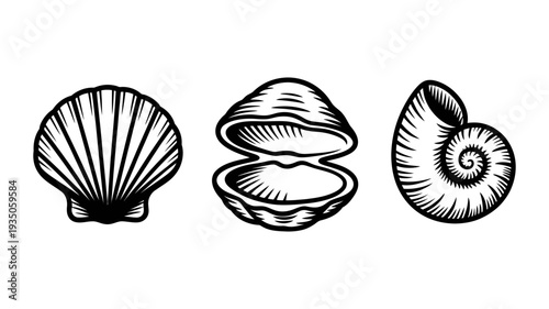 A refined set of ocean mollusk shells featuring a closed scallop, an open clam, and a striking spiral.