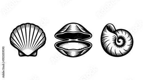An elegant trio of detailed seashell illustrations including a scallop, an open clam, and a spiral shell.