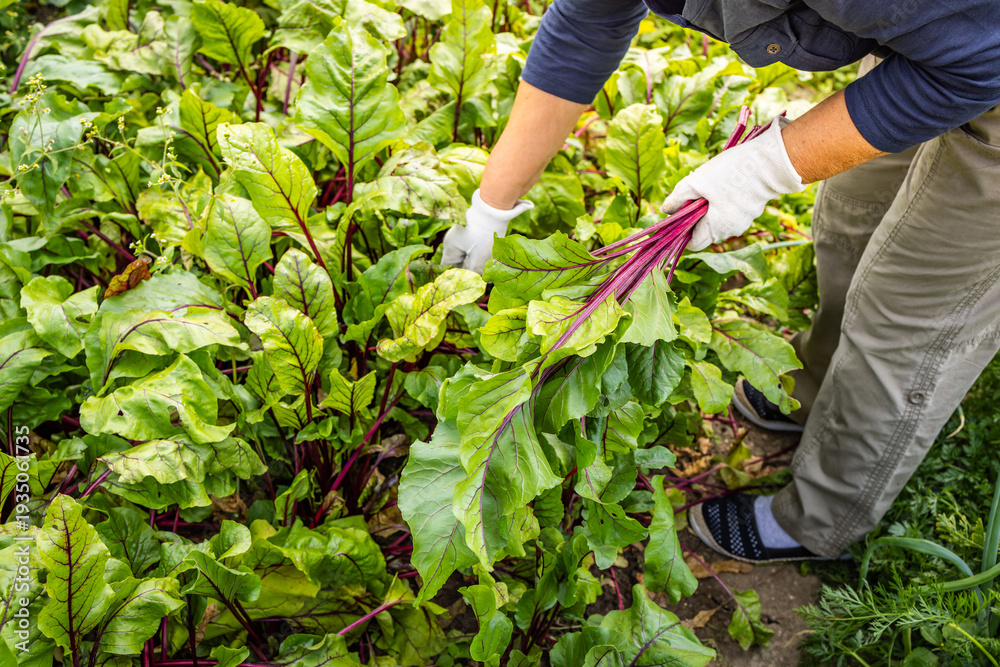 Fototapeta premium Hands gather fresh beets from garden soil. Harvesting root vegetables, organic produce grown