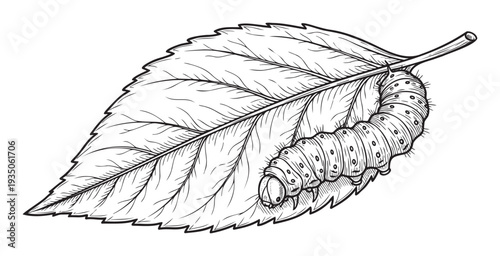 Detailed line drawing of a small caterpillar crawling on a leafy plant, suitable for various educational content, environmental awareness campaigns, and biology related teaching aids.