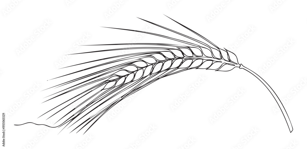 Fototapeta premium Minimalist black and white line art depicting a single curved grain ear, representing natural growth and sustenance, ideal for branding, recipe books, or organic product labels.