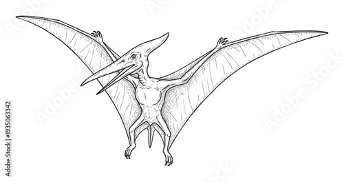 Detailed Pterodactyl drawing portraying a prehistoric flying reptile in an antique engraving style, perfect for educational materials, historical documentaries, and ancient world themes.