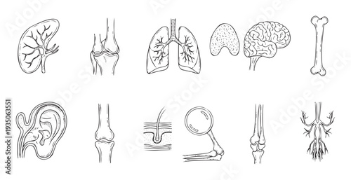 Detailed black and white medical illustration set featuring various human organs and skeletal structures perfect for educational materials and healthcare presentations