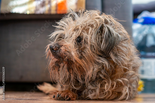 Canvas Print Portrait of a small scruffy dog with brown fur resting on the floor, cute terrier mix close-up, details of dog's face and fur texture, domestic pet photography, little dog relaxing indoors macro view